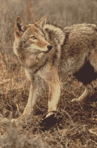 Coyote in foot trap