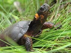 Bog turtle image